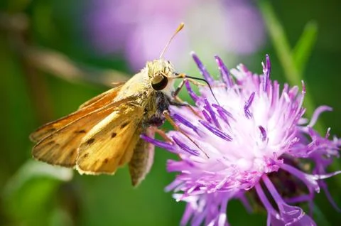 FIery Skipper 스톡 사진