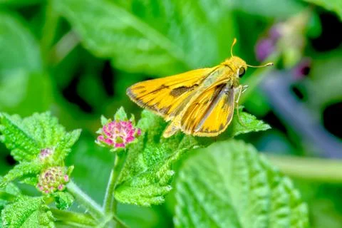 Fiery Skipper Stock Photos
