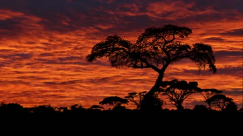 Fiery Sky with Silhouetted Trees as Heat Ripples Above the Plain Stock Footage 146809019