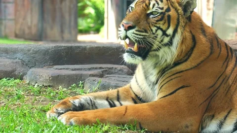 A fiery Sumatran tiger resting on the ground in the enclosure, close up shot of Stock Footage 328894756