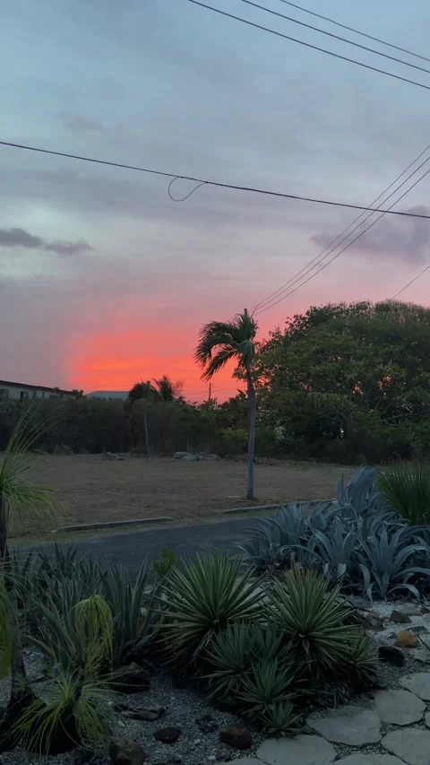 Fiery Sunset Afterglow Over Tropical Garden and Palm, Barbados Stock Footage 337198112