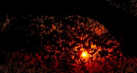 Fiery sunset viewed through dark silhouettes of vineyard foliage and branches Fotos de archivo