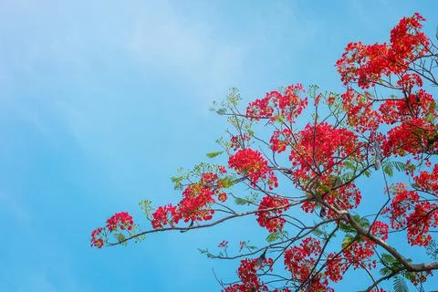 Fiery tree on the sky background Stock Photos