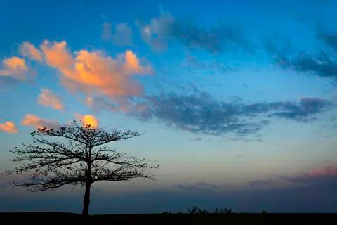 Fiery tree sunrise Foto stock
