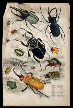 Fifteen different specimen of the order Coleoptera (beetles and weevils). C.. Stock Illustration