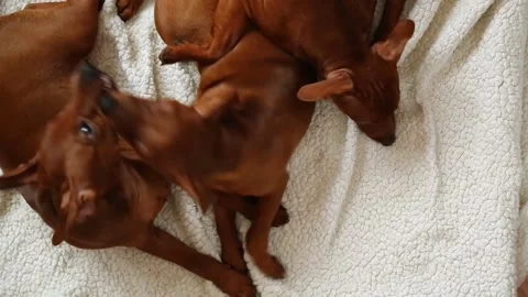 Fifteen-week-old puppies from the same brood play with each other. Stock Footage 227762425