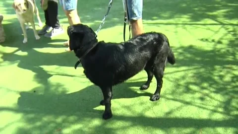 Fifty guide dogs play in water park to raise awareness of their social function, Video stock 210822705