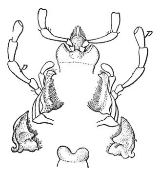 Fig 1. Insects that bite mouth from sycophant Calosoma, vintage engraving. Illustrazione stock