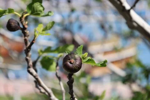 Fig branch closeup Stock Photos