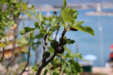 Fig branch closeup Stock Photos