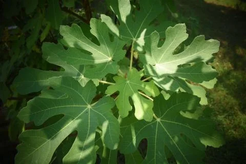 Fig Branch Stock Photos