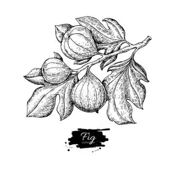 Fig branch vector drawing. Hand drawn isolated fruit. Summer foo Illustrazione stock
