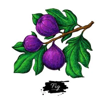 Fig branch vector drawing Hand drawn isolated fruit. Summer Stock Illustration