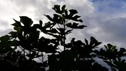 Fig branches sway in the wind against a backdrop of white clouds Stock Footage 285859256