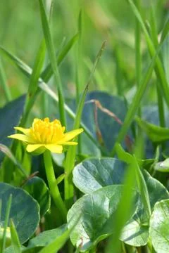 A Fig Buttercup Blooming In Spring Stock Photos
