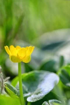 A Fig Buttercup Blooming In Spring Stock Photos