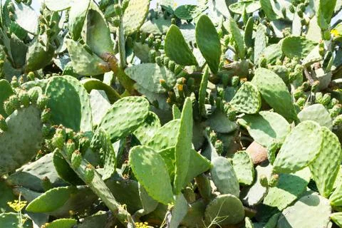 Fig cactus 2 Stock Photos