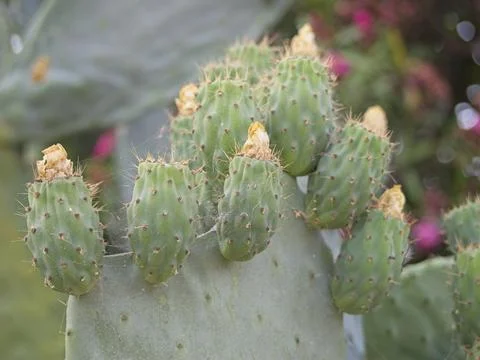 Fig cactus Stock Photos
