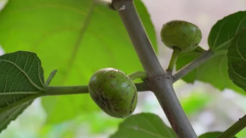 Fig close-up, figs hanging on the tree Video stock 291108072