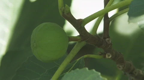 Fig Close Up Stock Footage 757954