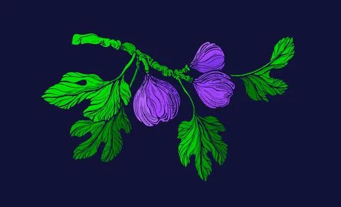 Fig color tree. Vector green branch, fresh fruit, foliage. Botanical texture  Illustrazione stock