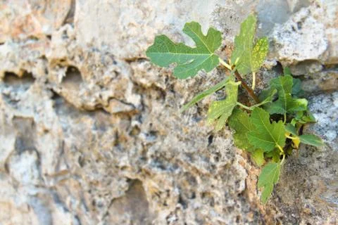 Fig in crack Foto stock