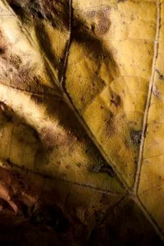 Fig Dry Leaf Texture Stock Photos