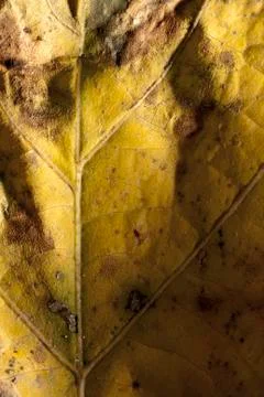 Fig Dry Leaf Texture Stock Photos