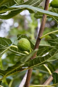 Fig on a fig tree Stock Photos