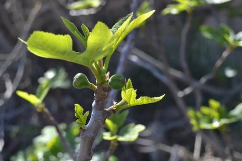 Fig on a fig tree Stock Photos