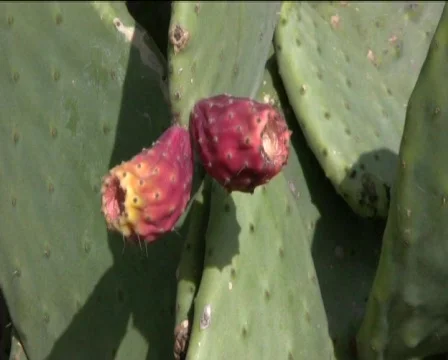 Fig Stock Footage 601911