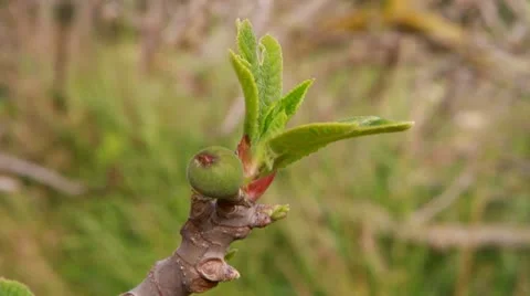 Fig Видео 22339854