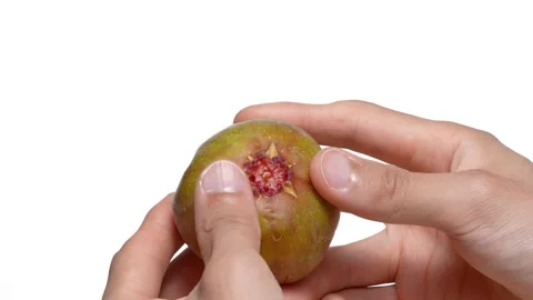 Fig Stock Footage 275235129