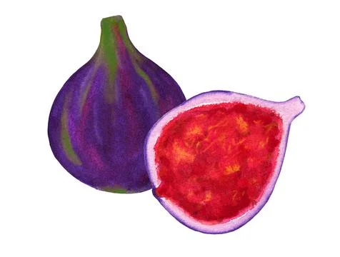 Fig fruit and half isolated on white background. Sweet tropic watercolor crop Stock Illustration