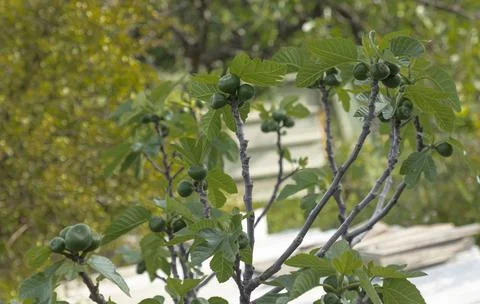 Fig fruit begining to develop on the tree Stock Photos