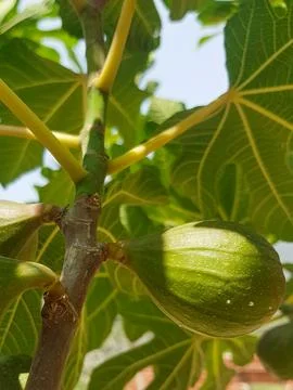 Fig Fruit on a Branch in the Sunlight Stock-Fotos