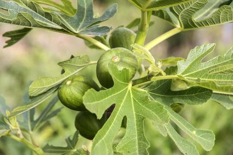 Fig fruit closeup Stock Photos