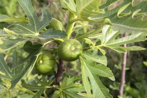 Fig fruit closeup Stock Photos