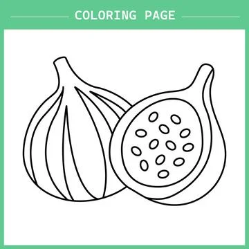 Fig Fruit Coloring Page Vector イラスト素材