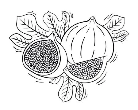 Fig fruit doodle drawing. Whole fig with a half and a leaf Stock Illustration