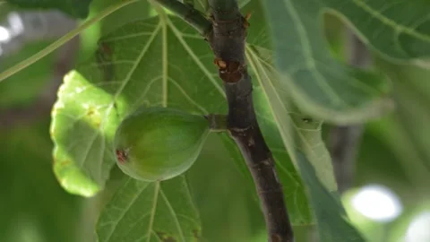 Fig fruit with green natural background. fig plant in a summer day Stock Footage 197790660