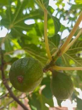 Fig Fruit Growing on a Fig Tree in its Branch 스톡 사진
