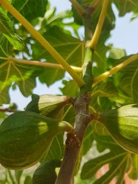 Fig Fruit Growing on a Tree Stock Photos