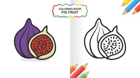 Fig fruit hand drawn coloring book for learning. Flat color ready to print Stock Illustration
