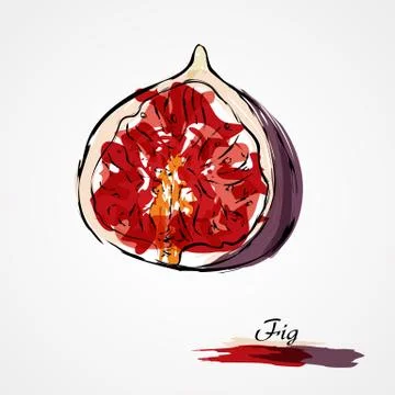 Fig fruit Stock Illustration