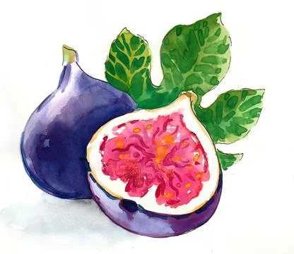 Fig fruit Stock Illustration