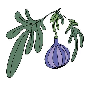 Fig fruit 스톡 일러스트