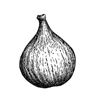 Fig fruit ink sketch. Illustrazione stock