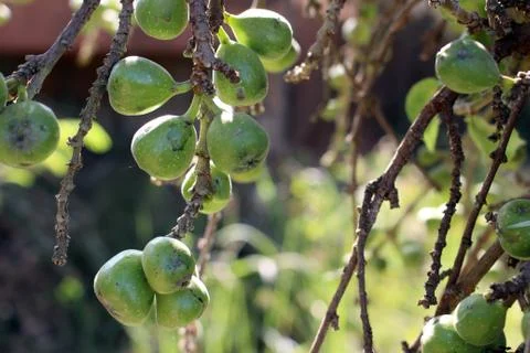 Fig fruit Stock Photos