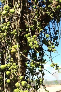 Fig fruit Stock Photos